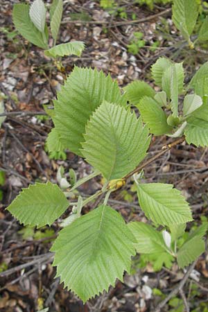 Sorbus cordigastensis \ Kordigast-Mehlbeere / Kordigast Whitebeam, D Franken/Franconia Weismain 7.5.2012