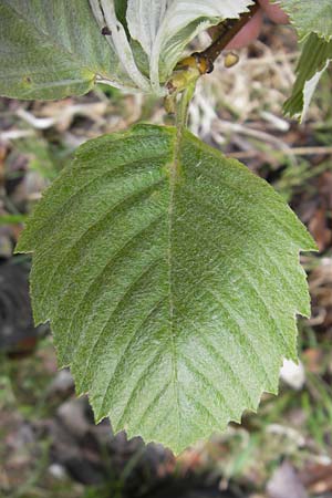 Sorbus cordigastensis \ Kordigast-Mehlbeere, D Franken Weismain 7.5.2012