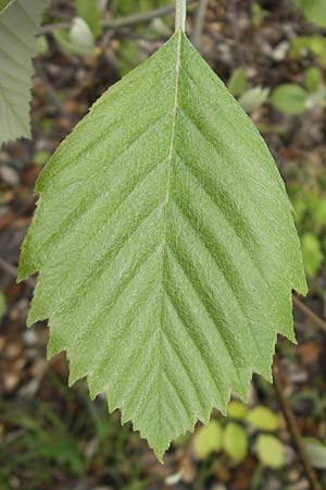 Sorbus cordigastensis \ Kordigast-Mehlbeere, D Franken Weismain 7.5.2012