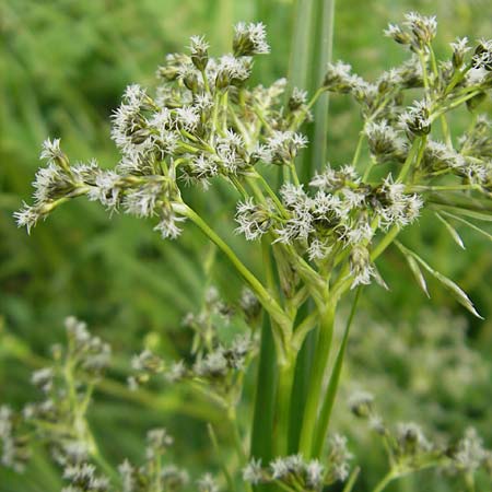 Scirpus sylvaticus \ Wald-Simse, Wald-Binse, D Kipfenberg 7.6.2012