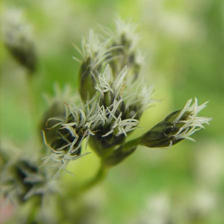 Scirpus sylvaticus \ Wald-Simse, Wald-Binse, D Kipfenberg 7.6.2012