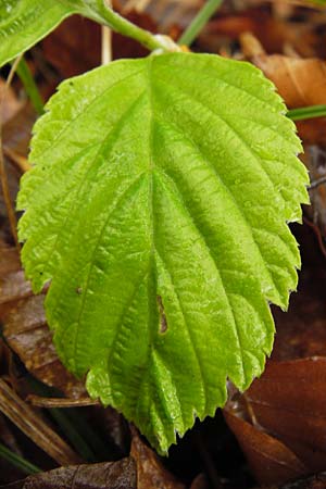 Sorbus cochleariformis \ Lffelblttrige Mehlbeere / Spoon-Leaved Whitebeam, D Hammelburg 4.5.2013