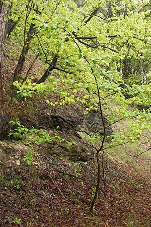 Sorbus cochleariformis \ Lffelblttrige Mehlbeere, D Hammelburg 4.5.2013