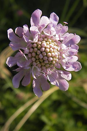 Scabiosa columbaria \ Tauben-Skabiose / Small Scabious, D Ketsch 19.7.2013