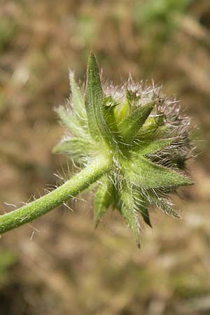 Knautia arvensis \ Acker-Witwenblume, D Pforzheim 20.7.2013