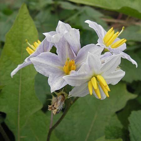 Solanum carolinense \ Carolina-Nachtschatten / Carolina Horsenettle, D Mannheim 29.9.2013