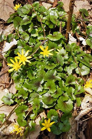 Ranunculus ficaria \ Scharbockskraut / Lesser Celandine, D Hemsbach 8.3.2014