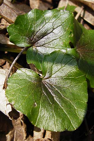 Ranunculus ficaria \ Scharbockskraut / Lesser Celandine, D Hemsbach 8.3.2014