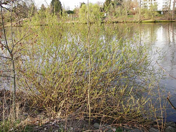 Salix viminalis \ Korb-Weide / Common Osier, D Frankfurt-Schwanheim 26.3.2014