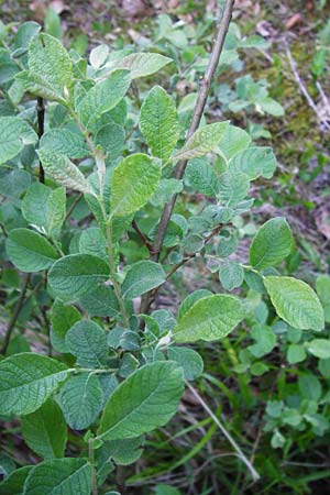 Salix cinerea \ Grau-Weide, Asch-Weide / Grey Willow, D Zwiesel 9.6.2014