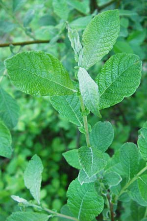 Salix cinerea \ Grau-Weide, Asch-Weide / Grey Willow, D Zwiesel 9.6.2014