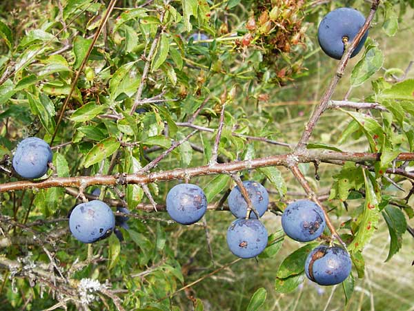Prunus spinosa \ Schlehe, Schwarzdorn / Sloe, Blackthorn, D Gladenbach 17.8.2014