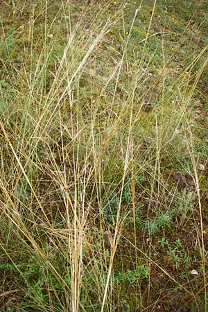 Stipa capillata \ Haar-Pfriemengras / Feather-Grass, Needle Grass, D Schwetzingen 20.9.2014