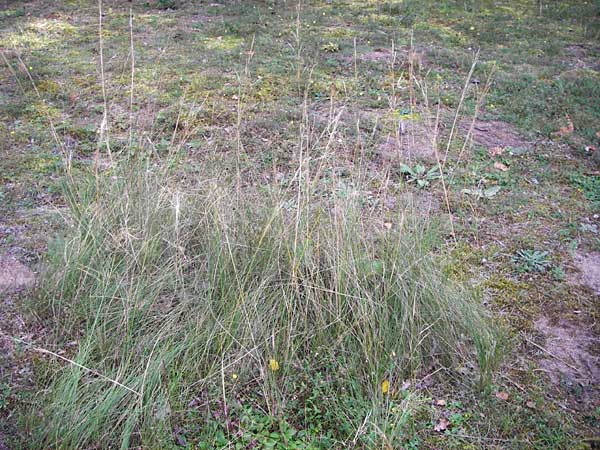 Stipa capillata \ Haar-Pfriemengras / Feather-Grass, Needle Grass, D Schwetzingen 25.9.2014