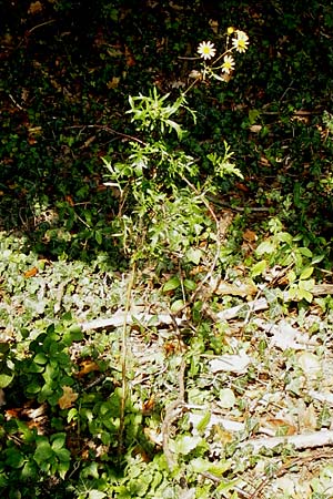 Senecio erucifolius \ Raukenblttriges Greiskraut / Hoary Ragwort, D Bensheim 3.10.2014