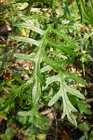 Senecio erucifolius \ Raukenblttriges Greiskraut, D Bensheim 3.10.2014