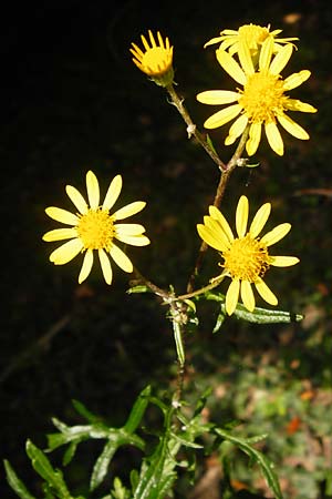 Senecio erucifolius \ Raukenblttriges Greiskraut, D Bensheim 3.10.2014