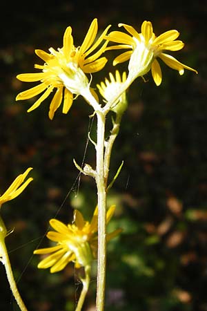 Senecio erucifolius \ Raukenblttriges Greiskraut, D Bensheim 3.10.2014