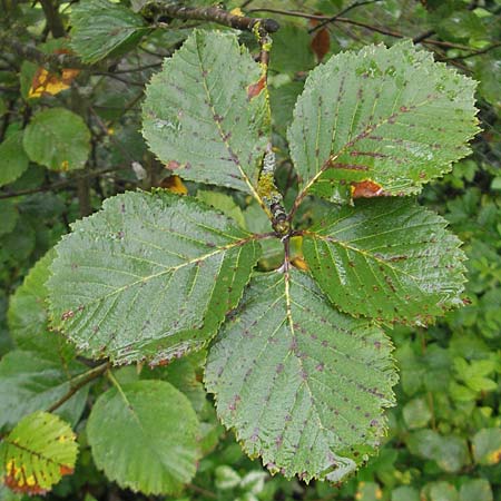 Sorbus danubialis \ Donau-Mehlbeere / Danube Whitebeam, D Botan. Gar.  Universit.  Regensburg 5.8.2011