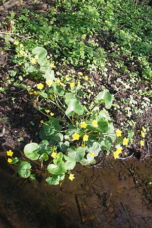 Caltha palustris \ Sumpf-Dotterblume, D Donnersberg 3.5.2012