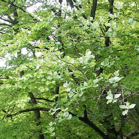 Sorbus danubialis \ Donau-Mehlbeere / Danube Whitebeam, D Neuburg an der Donau 6.5.2012