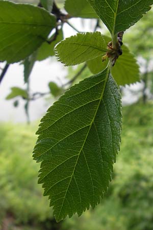 Sorbus danubialis \ Donau-Mehlbeere, D Neuburg an der Donau 6.5.2012