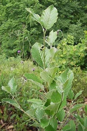 Sorbus danubialis \ Donau-Mehlbeere / Danube Whitebeam, D Neuburg an der Donau 8.6.2012