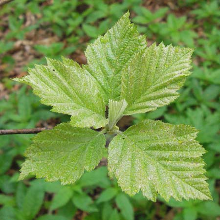 Sorbus x decipiens / Sharp-Toothed Whitebeam, D Thüringen, Waltershausen 7.5.2013