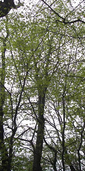 Sorbus x decipiens / Sharp-Toothed Whitebeam, D Thüringen, Waltershausen 7.5.2013