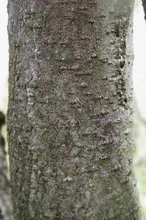 Sorbus x decipiens / Sharp-Toothed Whitebeam, D Thüringen, Waltershausen 7.5.2013