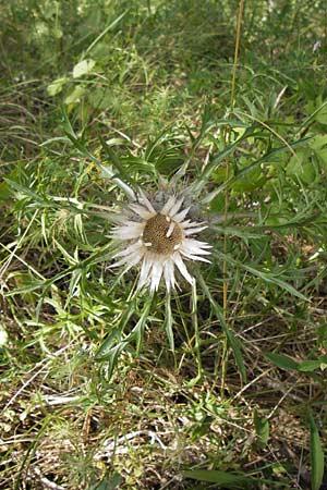 Carlina acaulis \ Silberdistel, Eberwurz / Stemless Carline Thistle, D Thüringen, Drei Gleichen 6.8.2013