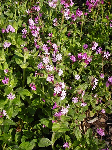 Silene dioica \ Rote Lichtnelke / Red Campion, D Obernzell an der Donau 30.3.2014