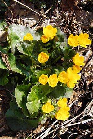 Caltha palustris \ Sumpf-Dotterblume, D Bayrischer Wald, Innernzell 30.3.2014