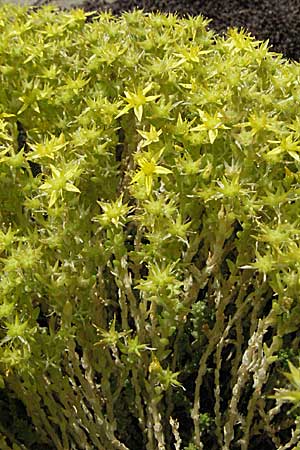 Sedum acre \ Scharfer Mauerpfeffer / Biting Stonecrop, D Neuleiningen 1.7.2006