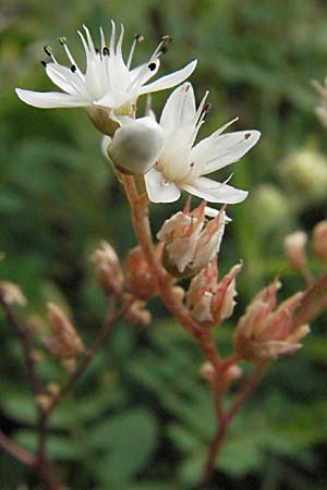 Sedum album / White Stonecrop, D Mannheim 7.7.2006