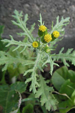 Senecio vulgaris \ Gewhnliches Greiskraut, Gemeines Greiskraut / Groundsel, D Viernheim 7.7.2006