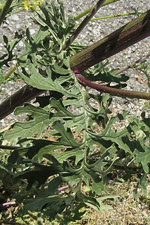 Senecio jacobaea \ Jakobs-Greiskraut, Jakobs-Kreuzkraut, D Pforzheim 22.7.2006