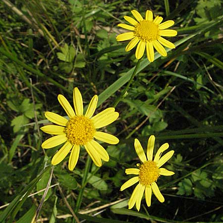 Senecio aquaticus / Marsh Ragwort, D Mörfelden 29.7.2006