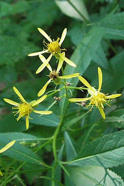 Senecio ovatus \ Fuchssches Greiskraut, Fuchs-Kreuzkraut / Woundwort, Wood Ragwort, D Heidelberg 30.7.2006