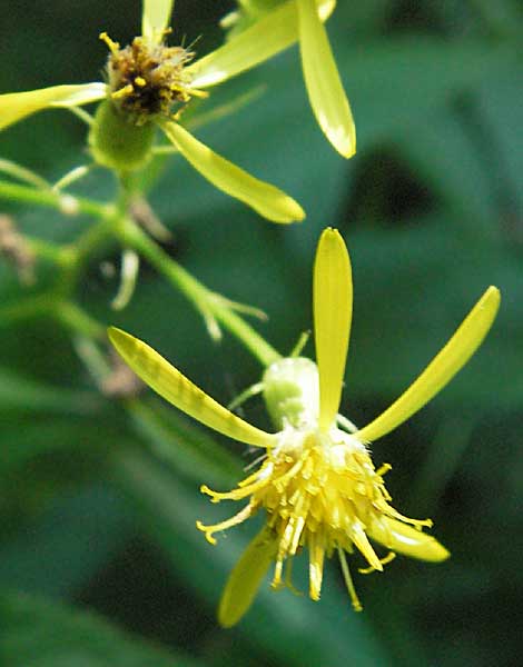 Senecio ovatus \ Fuchssches Greiskraut, Fuchs-Kreuzkraut, D Heidelberg 30.7.2006