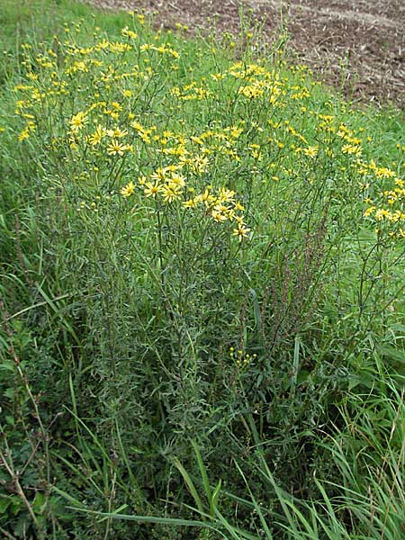 Senecio erucifolius / Hoary Ragwort, D Ortenberg 26.8.2006