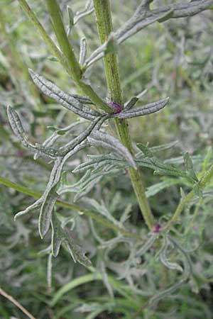 Senecio erucifolius / Hoary Ragwort, D Ortenberg 26.8.2006