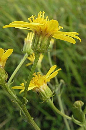 Senecio erucifolius \ Raukenblttriges Greiskraut, D Friedberg 26.8.2006