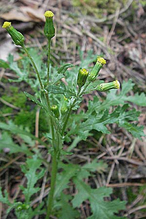 Senecio vulgaris \ Gewhnliches Greiskraut, Gemeines Greiskraut / Groundsel, D Pfälzer Wald 3.9.2006