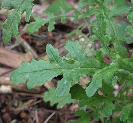 Senecio vulgaris \ Gewhnliches Greiskraut, Gemeines Greiskraut / Groundsel, D Pfälzer Wald 3.9.2006