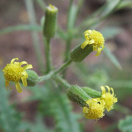 Senecio sylvaticus / Heath Groundsel, D Pfälzer Wald 3.9.2006