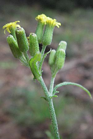 Senecio sylvaticus / Heath Groundsel, D Pfälzer Wald 3.9.2006