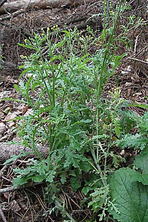 Senecio vulgaris \ Gewhnliches Greiskraut, Gemeines Greiskraut, D Pfälzer Wald 3.9.2006