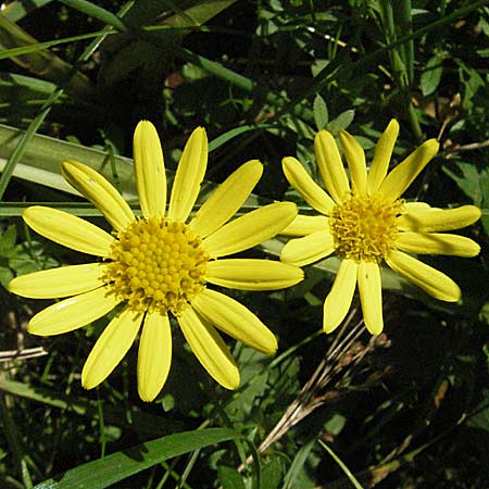 Senecio aquaticus \ Wasser-Greiskraut / Marsh Ragwort, D Mörfelden 29.7.2006