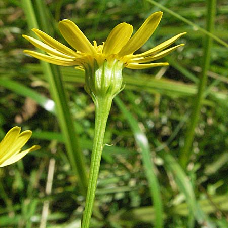 Senecio aquaticus \ Wasser-Greiskraut, D Mörfelden 29.7.2006